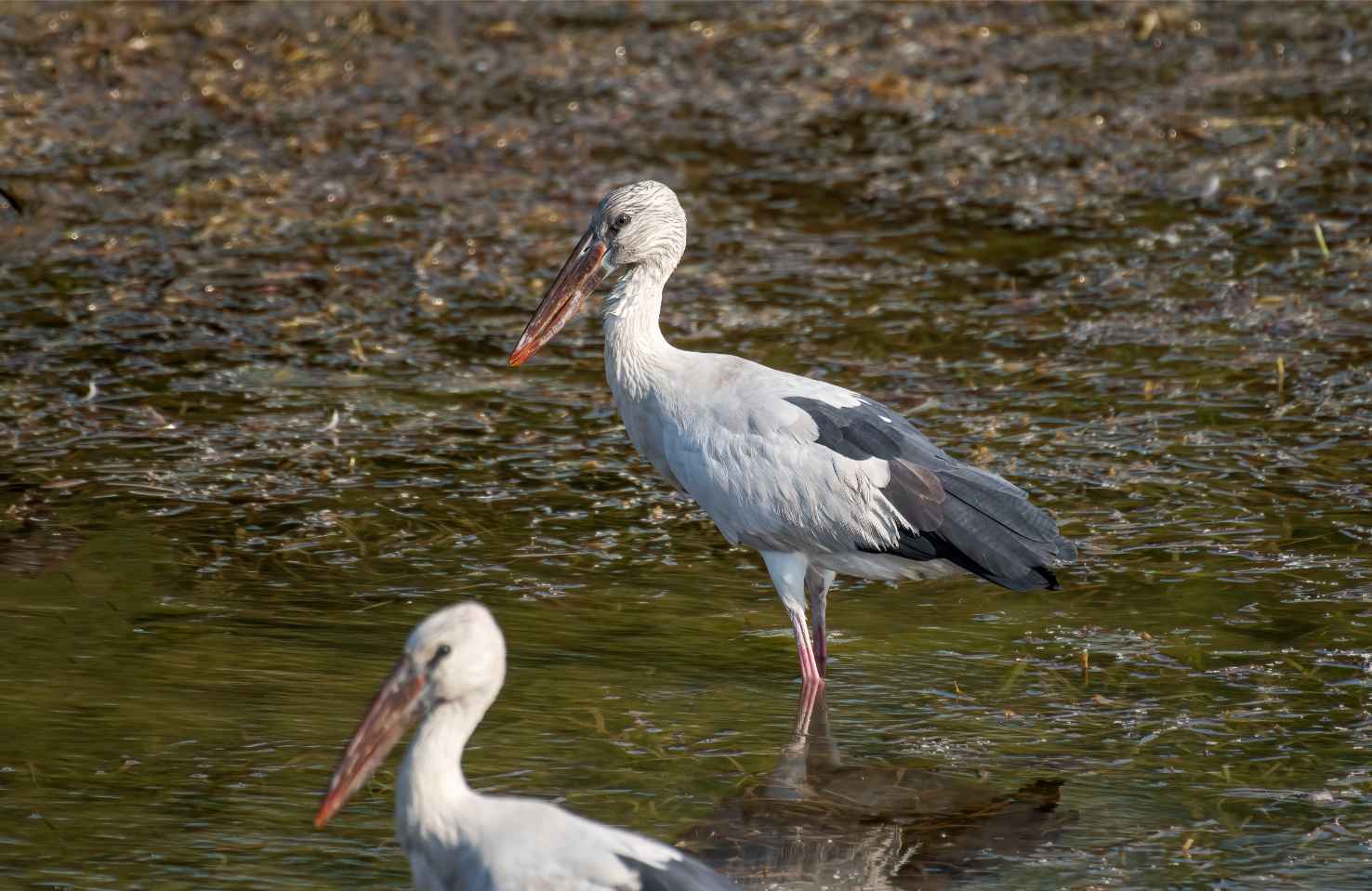 Birds